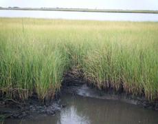 The BP oil spill
